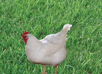 pollastra-bianca